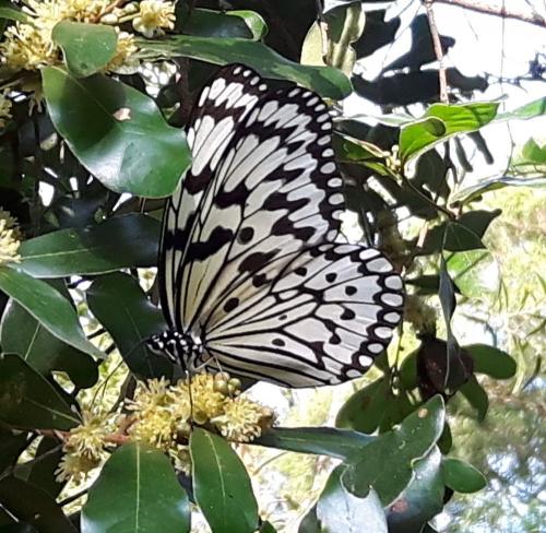 Idea leuconoe